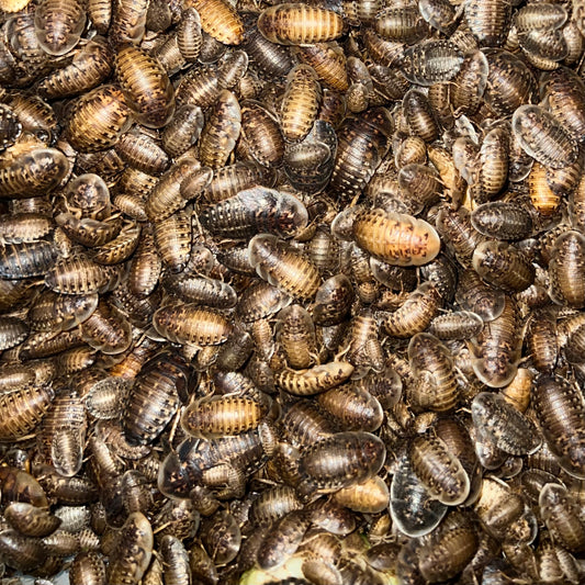 Bulk buy xsmall dubia roaches