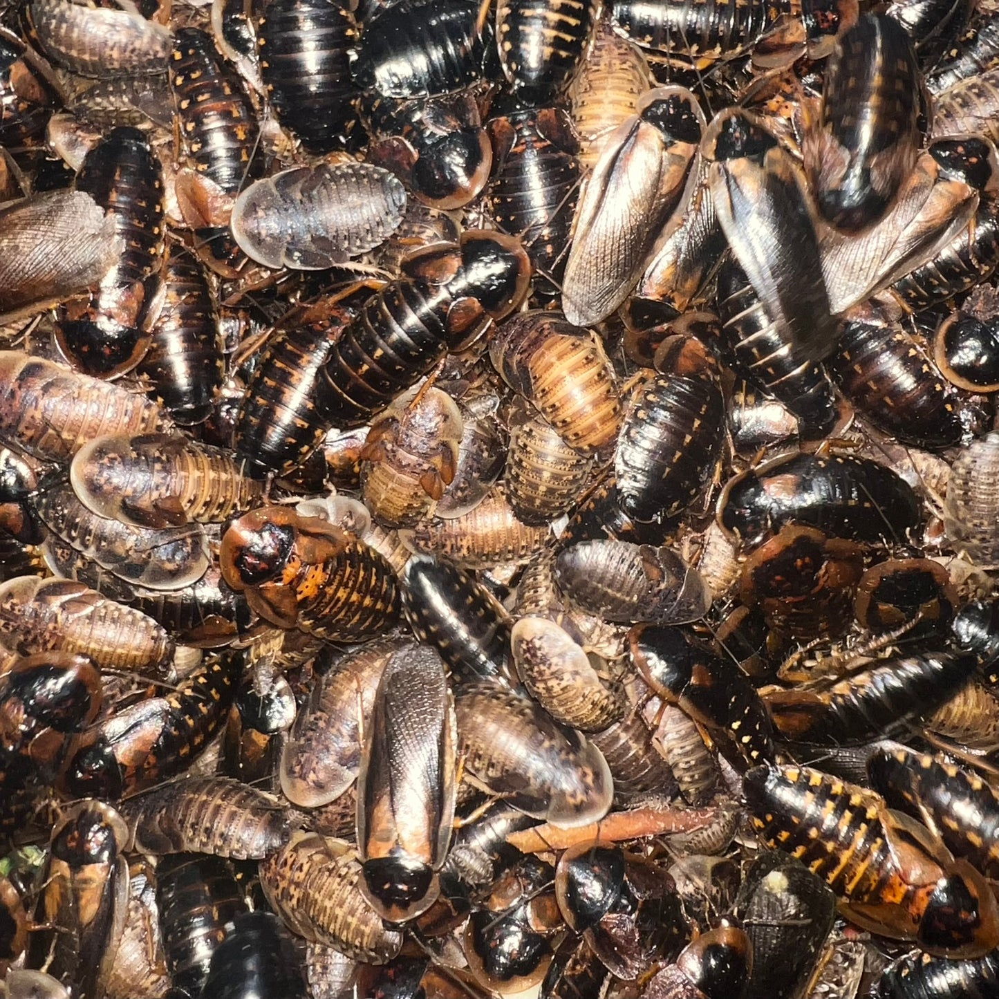 24ct Dubia Roaches - Adult (assorted)