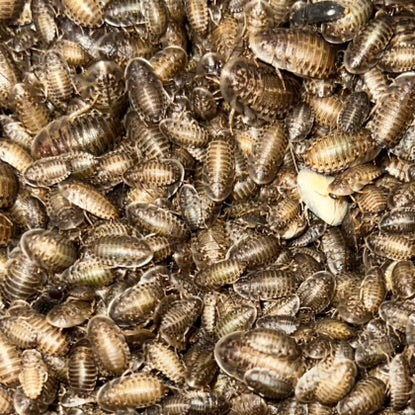 24ct Dubia Roaches - Large